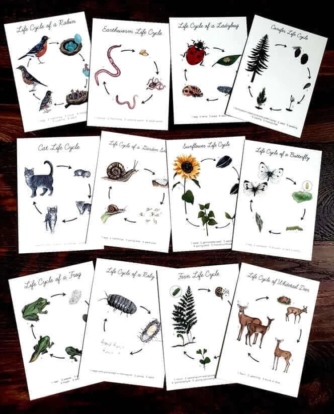 Backyard Nature Life Cycles Learning Cards, Stephanie Hathaway Designs, eco-friendly Toys, Mountain Kids Toys